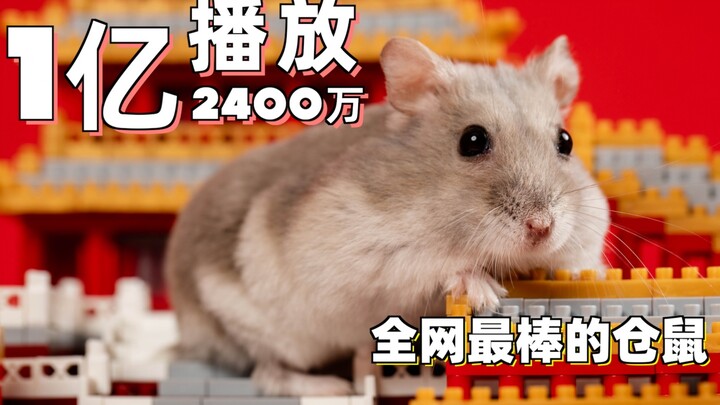 Seekor hamster liar berlari ke rumah seorang blogger hewan peliharaan yang lucu dan menjadi sensasi 