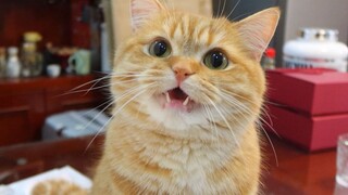 Orange cats really love to meow, if you don’t believe me, just listen!
