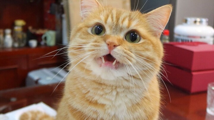 Kucing oranye sangat suka mengeong, kalau Anda tidak percaya, dengarkan saja!