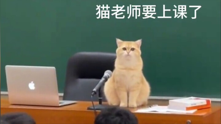 Para senior kucing di kampus itu~