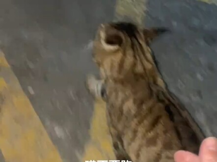 Kucing macan tutul raksasa yang super besar, diperkirakan lebih dari 8,5 kg—sebesar seekor harimau k