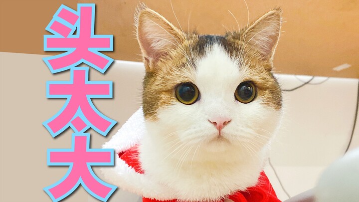 小猫咪过圣诞，头大到衣服差点穿不进去！