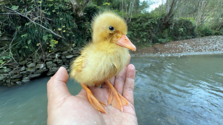 Air beku sampai kaki, bebek kecil langsung berubah jadi bebek turbo!