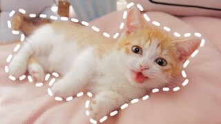 What is it like for a kitten to grow up in love? [Huahua and the Three Cats]