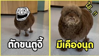 ตัดขนให้งี้ ต้องมีสักยกแล้วนุด !! #รวมคลิปฮาพากย์ไทย