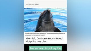Goodbye Gambit 😔 gambit dolphin ushakamarine
