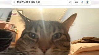 小心猫咪！