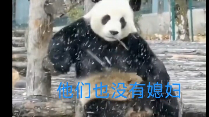 المربية: يا جين هو، ما تزعلش! مش كل الدببة عندها زوجة، أنت الوحيد اللي ما عندكش، وهما كمان ما عندهمش