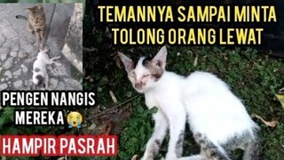 Astagfirullah Bikin Nangis Kucing Liar  Ini Minta Tolong Karena Temannya Kecelakaaan Di Jalan..!