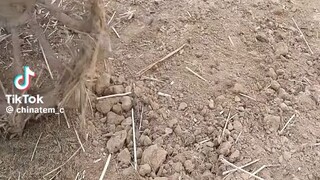 funny India