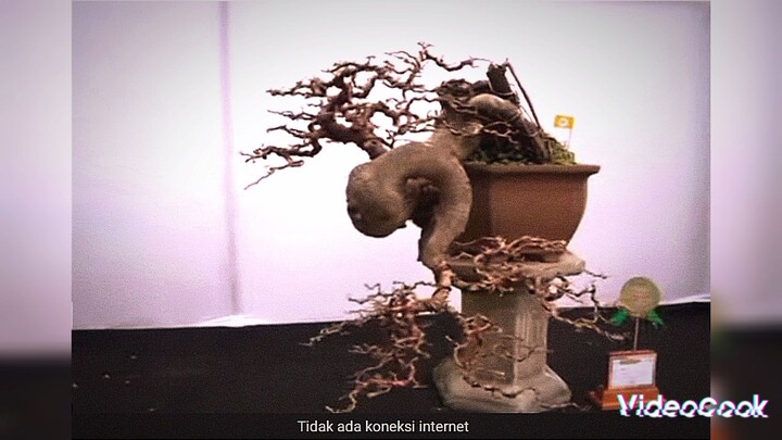 bonsai unik