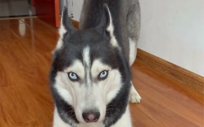 Keru the duck must be the smartest Husky!