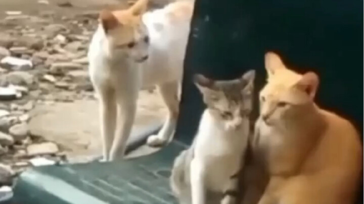 Cat NTR Compilation in Real Life