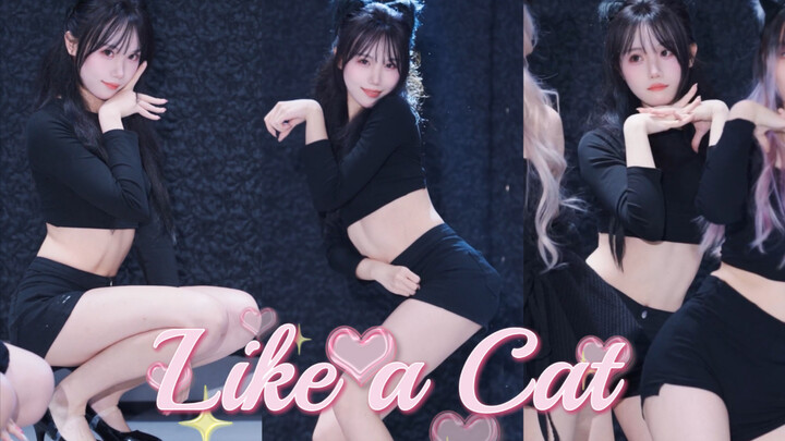 Where did the kitten come from? | Like a cat, a light and graceful catwalk | Live footage from the S