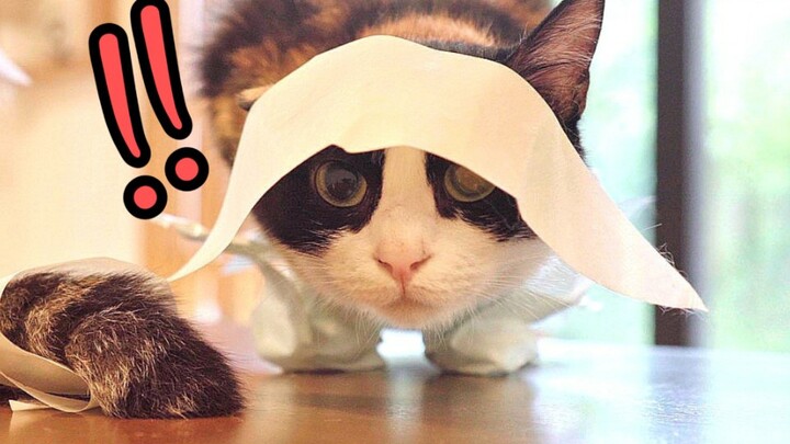 แมว 33 ตัว VS เทปกาวขนาดใหญ่! ใช่ “เทปน่าเอ็นดู” จริงๆ เหรอ? (ﾟДﾟ≡ﾟдﾟ)!? 【รายการเมี๊ยว】