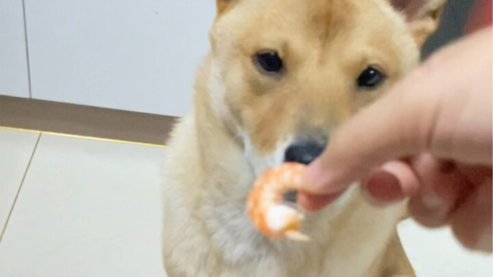 A dog with a temper
