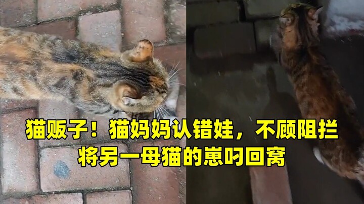 พ่อค้าแมว! แม่แมวจำลูกผิด ไม่สนคำห้ามปราม คาบลูกของแม่แมวตัวอื่นกลับไปที่รัง