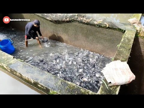 CARA SORTIR IKAN BAWAL SUPER PADAT AGAR TIDAK SETRES