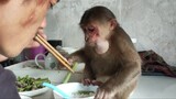 Cuộc sống của anh khuyết tật nuôi khỉ. Chú khỉ nhỏ dễ thương rất ngoan, cùng nhau hấp cơm và xào rau