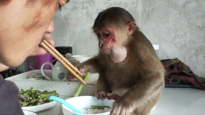 Kehidupan seorang saudara cacat yang memelihara seekor monyet. Monyet kecil yang lucu itu berperilak