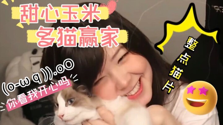 【Mayumi】Video kucing tepat waktu: Lihatlah bayi-bayi kesayangan saya~~