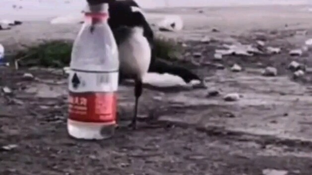 العقعق يشرب الماء