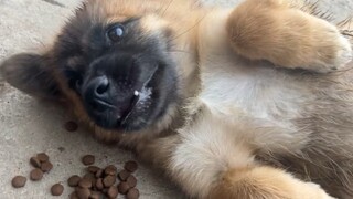 الكلب الاجتماعي الماكر أصبح ذكيًا جدًا، فعندما يبرد الطقس لا يعود يزور الجيران ويبحث عن حبيب جديد!