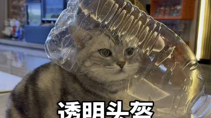 Try this method to make your cat drink more water! It works so well!