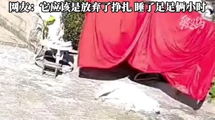 28 ديسمبر، يونان: يبدو أن هذا الكلب قد تخلّى عن المقاومة ويتغطّى بـ...