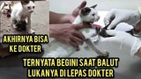 Kucing Pincang Kakinya Hancur Berjalan Mencari Pertolongan Par 2 Akhirnya Di Rawat Di Klinik..!