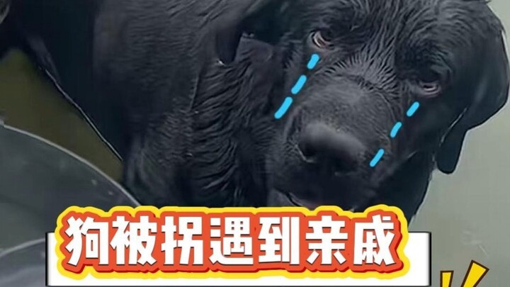 Chó: Chú ơi, là cháu đây, chú nhìn cháu đi, cháu bị bắt trộm rồi!