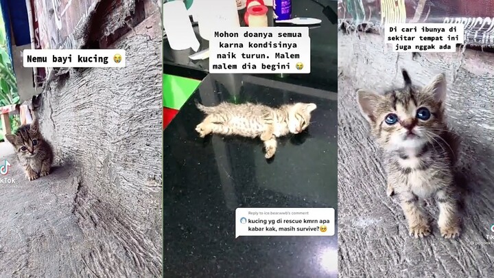 NEMU 4N4K KUCING TERLANTAR SENDIRIAN!!!