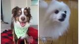 Talking To The Moon but Dogs Sung It (Dogs Version Cover)
