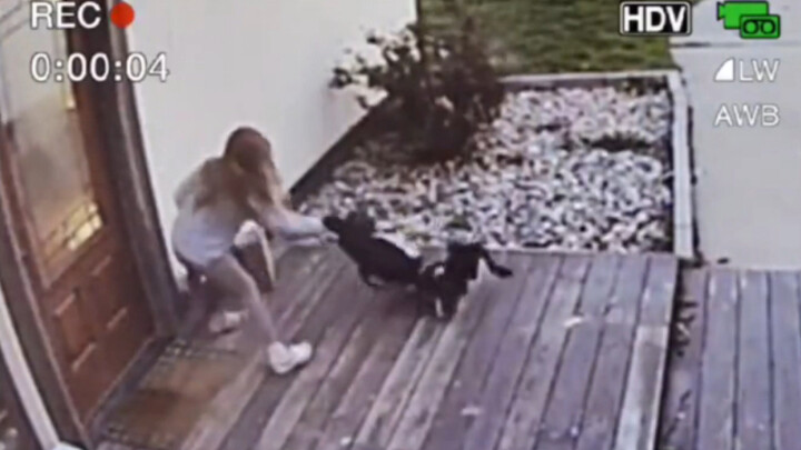 Gà: “Tao nói cho mày biết! Tao sẽ thuê luật sư!! Mày xong đời rồi!”