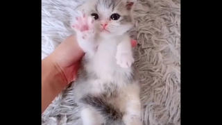 ลูกแมวน่ารัก น่าLove ใจจะละลาย Ep3 baby cats cute and funny cat videos compilation