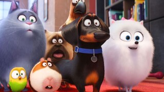 The Secret Life of Pets   (2016). The link in description