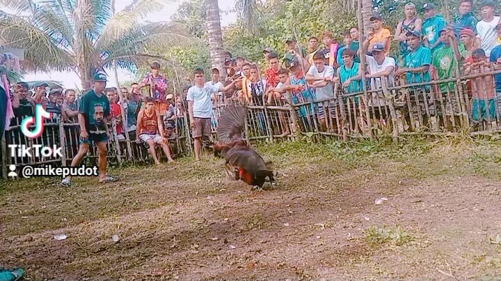 alimbuyugin🐓💪
