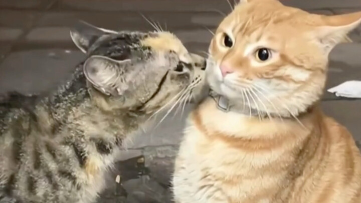 I really love it when they bump into each other.