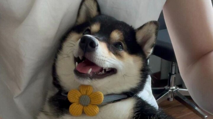 Anak anjing bisa punya masalah apa ya?