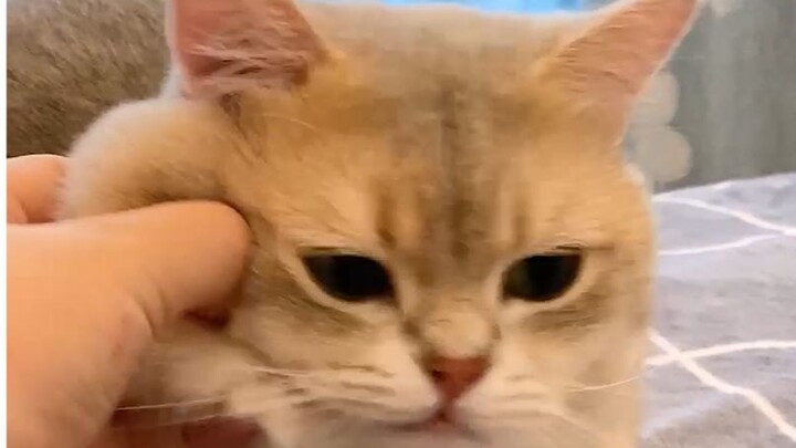 Victim Kitten: I can’t stay in this house another day!