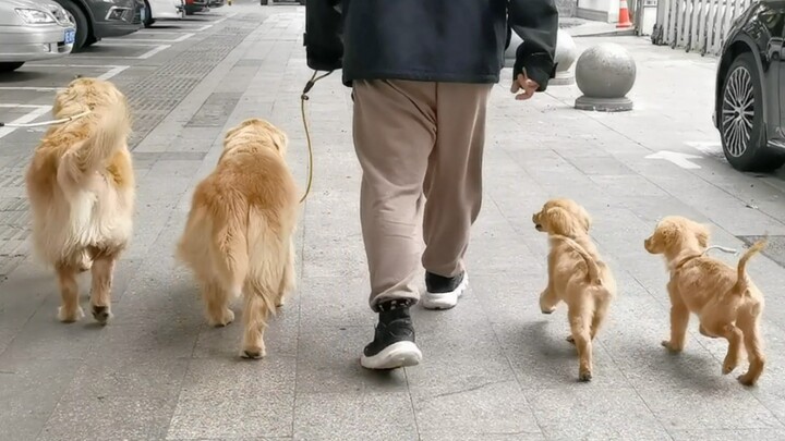 Jatuh ke dalam sarang anjing emas, orang lewat bilang ini pasti bukan barang yang ditemukan, hahaha