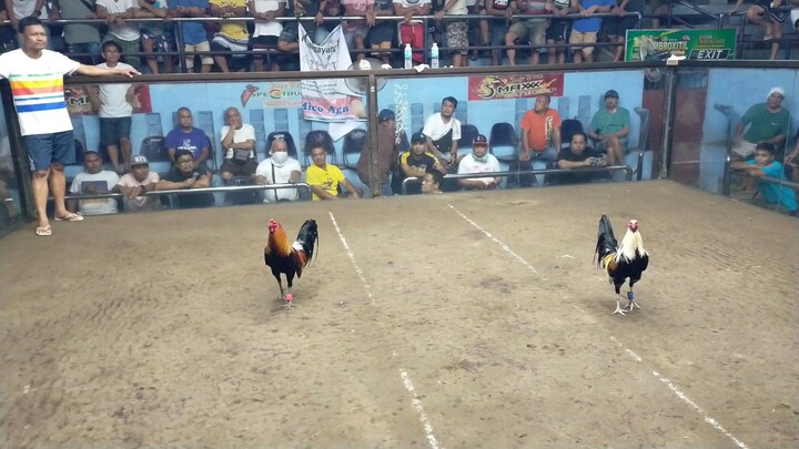 FEBRUARY 1, 2025 2 COCK ULUTAN AT BAAO COCKPIT ARENA 1ST FIGHT WIN