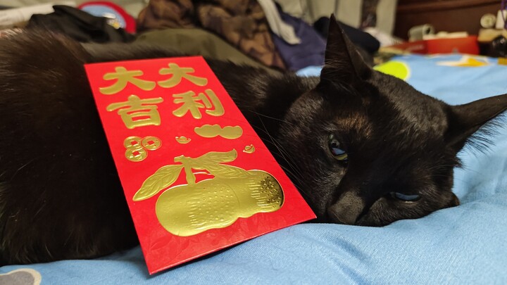 Meow Rules, Swift Meow: Spring Festival Limited – Congratulations on a Lucky and Prosperous New Year