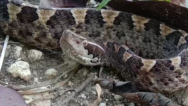 Serangan ular tanah. Malayan pit Viper ( CALLOSELASMA RHODOSTOMA )