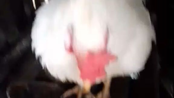 parawakan 🐓