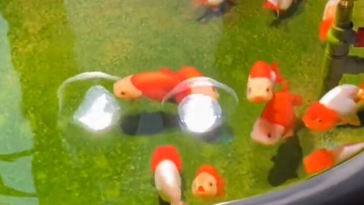 终于体会到宗介的快乐啦!【动物可爱】