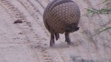 Armadillo Turns Into a Ball | In the Wild Brazil