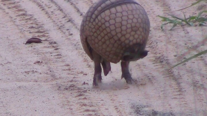 Armadillo biến thành bóng - In The Wild Brazil