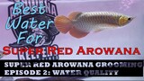 Super Red Arowana Grooming - Episode 2: Water Quality