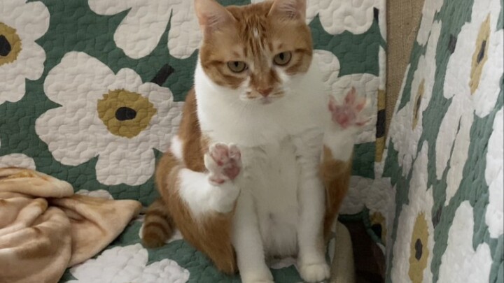 المرحاض معطل، فاستخدمت صندوق فضلات قطتي الصفراء في البيت.. اعتبروني عبرة للجميع!